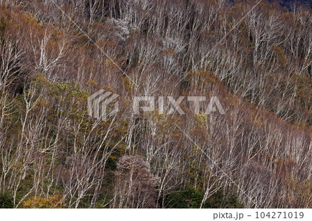 奥日光・社山・黒檜山間の稜線から見る紅葉の山肌 104271019