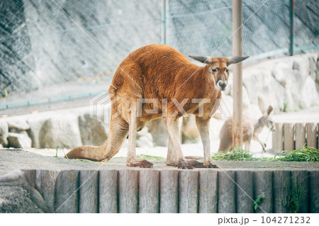 カンガルー 104271232