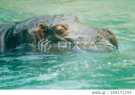 カバ カバ 104271295