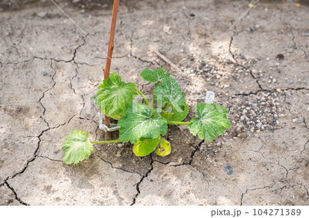 畑に植えたズッキーニの苗 畑に植えたズッキーニの苗 104271389