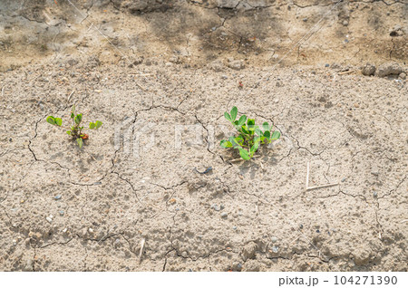 畑に植えた落花生の苗 畑に植えた落花生の苗 104271390