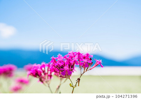 夏の花　ムシトリナデシコ 104271396