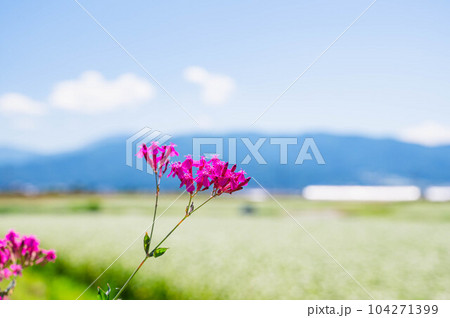 夏の花 ムシトリナデシコ 夏の花 ムシトリナデシコ 104271399