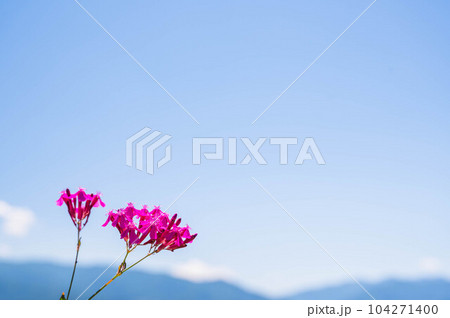 初夏の空とムシトリナデシコ 初夏の空とムシトリナデシコ 104271400