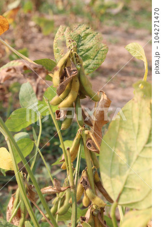 ripe soybean on tree in farm for oil ripe soybean on tree in farm for oil 104271470