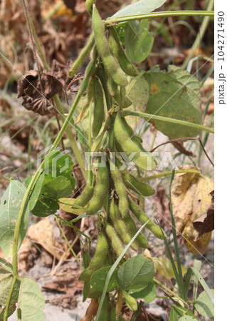 ripe soybean on tree in farm for oil ripe soybean on tree in farm for oil 104271490