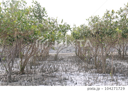 Laguncularia racemosa tree plant near of sea beach Laguncularia racemosa tree plant near of sea beach 104271729