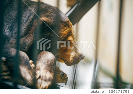 捕獲された熊 104271791