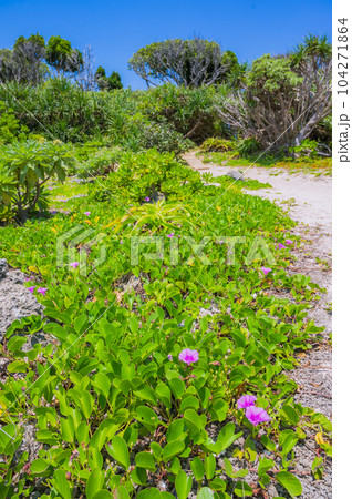 沖縄　久高島　神の島、イシキ浜 104271864