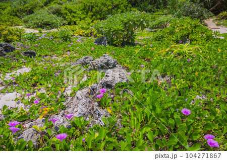 沖縄　久高島　神の島、イシキ浜 104271867