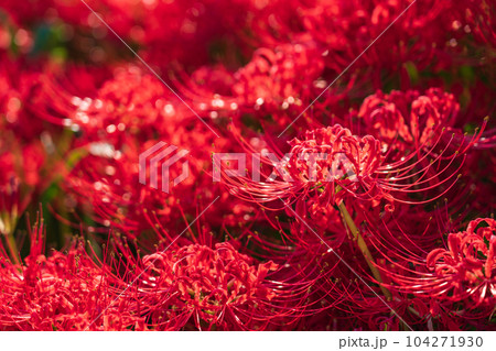 彼岸花・秋の訪れ イメージ 104271930