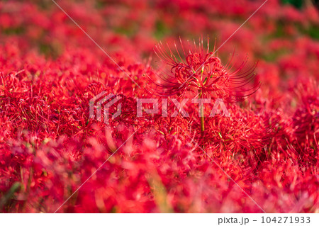 彼岸花・秋の訪れ イメージ 104271933
