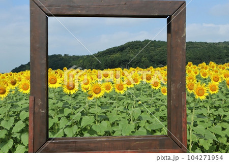 フレームで絵画のように切り取ったひまわり畑　益子町 104271954