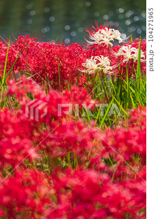 彼岸花・秋の訪れ イメージ 104271965