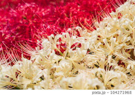 彼岸花・秋の訪れ イメージ 104271968