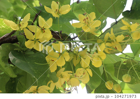 Golden shower flower on tree 104271973