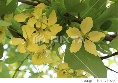 Golden shower flower on tree 104271977