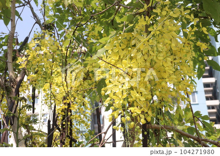 Golden shower flower on tree 104271980