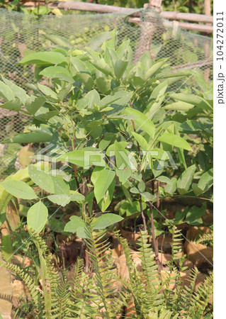 Golden shower tree farm for harvest 104272011