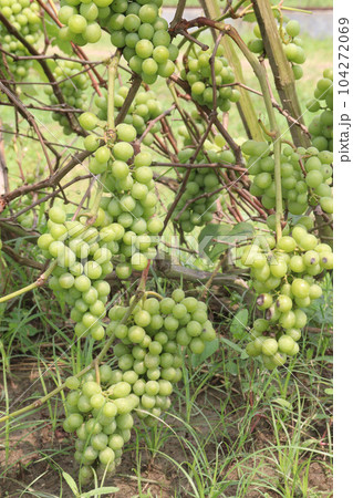 grape on tree in farm for harvest grape on tree in farm for harvest 104272069
