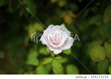 バラの花 イメージ バラの花 イメージ 104272259