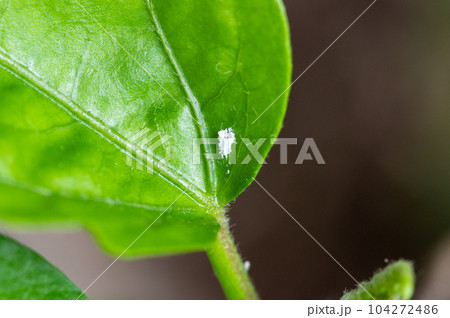 害虫に寄生された観葉植物 害虫に寄生された観葉植物 104272486
