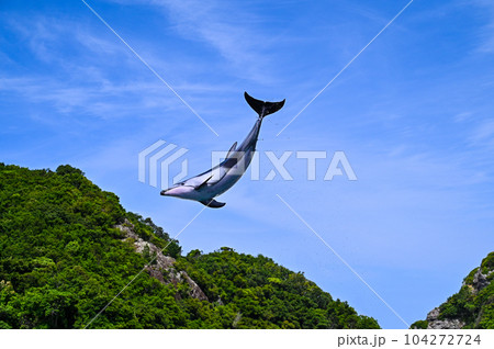 水しぶきを上げながら、青空に向かって空飛ぶイルカ 水しぶきを上げながら、青空に向かって空飛ぶイルカ 104272724