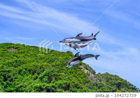 水しぶきを上げながら、青空に向かって空飛ぶイルカ 104272729