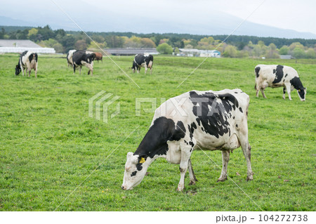 milk cows graze grass at Asagiri Kogen farm, Fujinomiya, Shizuoka 104272738