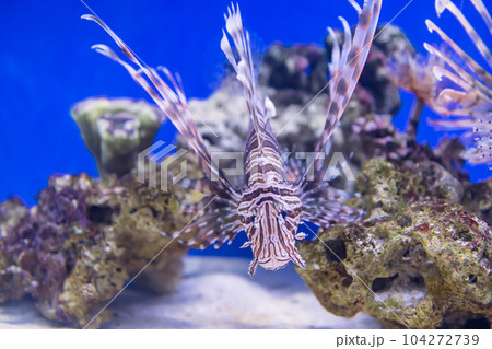 Lionfish swiming by coral reef rock and sand in aquarium 104272739