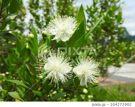 ふわっふわの雄しべが目立つ「ギンバイカ」の花 104272902