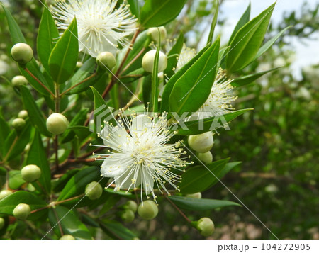 ふわっふわの雄しべが目立つ「ギンバイカ」の花 ふわっふわの雄しべが目立つ「ギンバイカ」の花 104272905