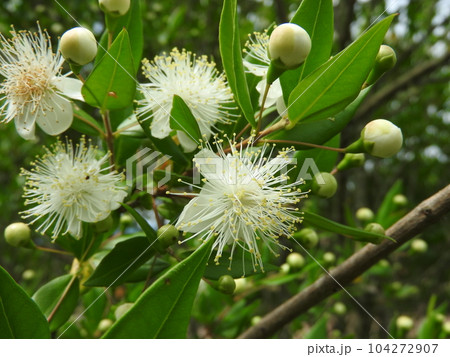 ふわっふわの雄しべが目立つ「ギンバイカ」の花 104272907