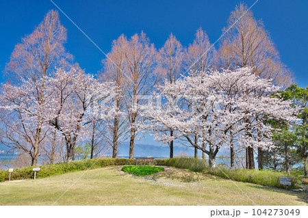 【満開の桜と琵琶湖湖畔】 撮影場所:滋賀県草津市下物町 【満開の桜と琵琶湖湖畔】 撮影場所:滋賀県草津市下物町 104273049