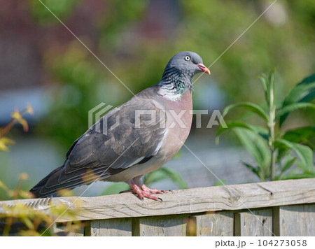 A wood pigeon perched on a fence in the south of UK 104273058