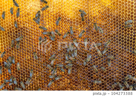 Abstract hexagon structure is honeycomb from bee hive filled Abstract hexagon structure is honeycomb from bee hive filled 104273388