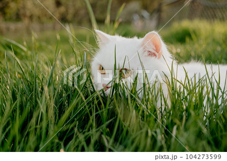 White hidden in grass fluffy cat, green lawn background. Predator on the hunt White hidden in grass fluffy cat, green lawn background. Predator on the hunt 104273599