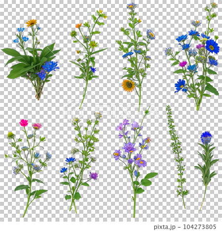 植物図鑑風野生の花セット。 AI生成画像・透過PNG 104273805