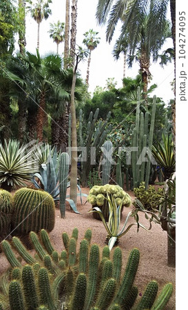 マジョレル庭園の景色【モロッコ・マラケシュ】 104274095