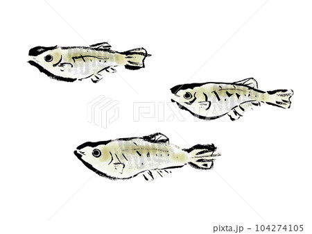 メダカの手描き和風イラスト和風素材 104274105