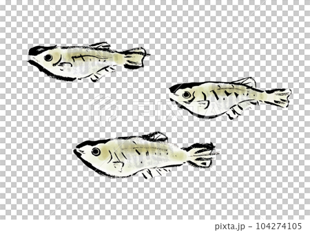 Medaka hand drawn Japanese style illustration Japanese style material Medaka hand drawn Japanese style illustration Japanese style material 104274105