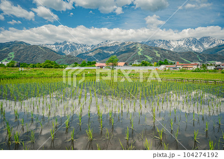 田植え後の水田と後立山連峰【初夏の白馬村】 田植え後の水田と後立山連峰【初夏の白馬村】 104274192