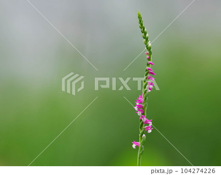 初夏の草原のネジバナ 104274226