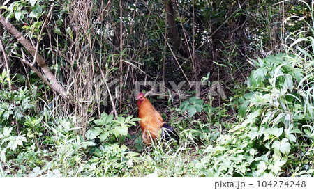 伊豆諸島新島の富士見峠展望台へ続く山道にいる野生の鶏 伊豆諸島新島の富士見峠展望台へ続く山道にいる野生の鶏 104274248