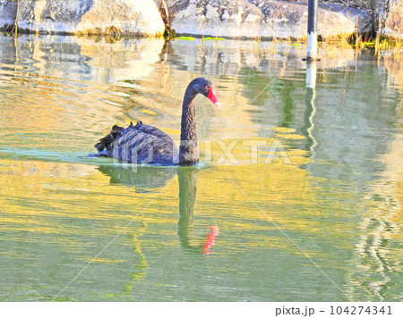 公園の池で泳ぐ黒い羽毛で赤い嘴の黒鳥一羽 104274341