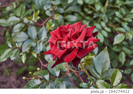 Red rose petals in sunlight on a blurry background Red rose petals in sunlight on a blurry background 104274412