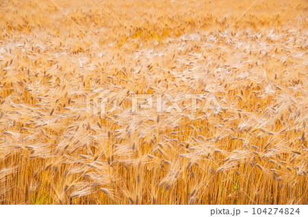 一面の大麦畑 104274824