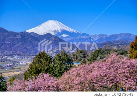 富士山と満開の河津桜 富士山と満開の河津桜 104275045