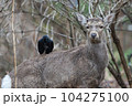 鹿の毛を集めるカラス 104275100