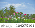 チューリップ 104275101